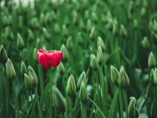 Photo showing a unique vibrant flower standing out in a field of green emphasizing the power of uniqueness in business and the opportunities at hand.